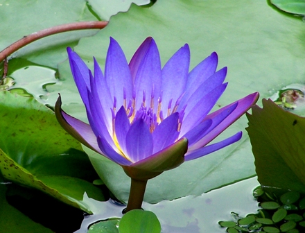 File:Nymphaea King of the Blues 0801.jpg
